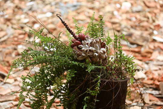 Detalhe de arranjo natural com sementes e samambaias sobre solo de demoli&ccedil;&atilde;o, unindo natureza e ru&iacute;na.
