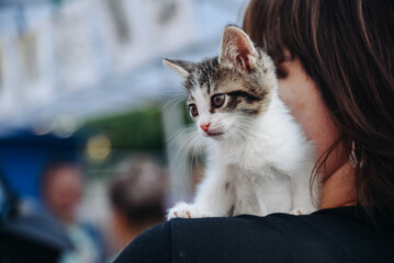 cute charming small young black and white kitten in owner hands on shoulder