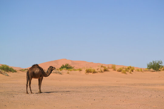 Dromedary alone in the desert while looking towards the sandy dunes with the intention of making them. Daylight
