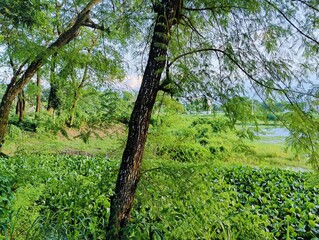 Beautiful natural rural landscape surrounded by trees in a peaceful rural setting in sunny day