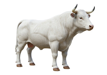 Majestic white bull isolated on transparent background, powerful animal with impressive horns in a standing pose PNG