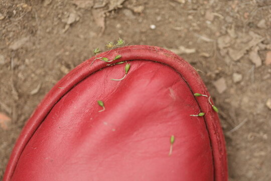 Detalhe de sapato vermelho sobre solo terroso, com pequenas folhas verdes, criando contraste de cor e textura em cena cotidiana.