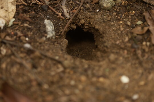 Buraco no solo em &aacute;rea natural, possivelmente entrada de ninho de insetos, com folhas secas e textura da terra em detalhe.
