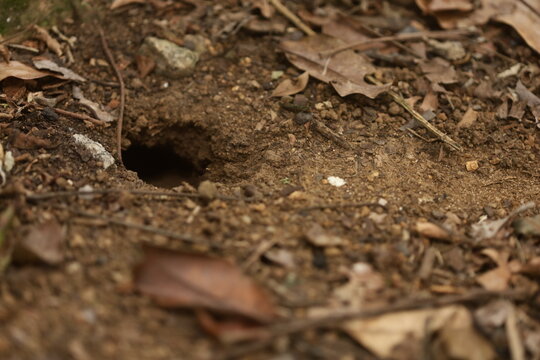 Buraco no solo em &aacute;rea natural, possivelmente entrada de ninho de insetos, com folhas secas e textura da terra em detalhe.