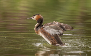 Great crested grebe displaying in a lake