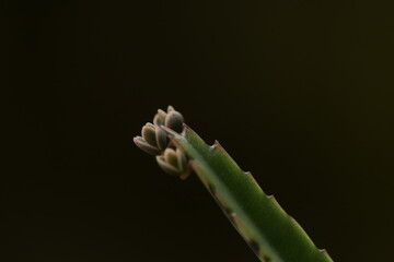 Bot&otilde;es florais de planta suculenta do g&ecirc;nero Euphorbia sp. em close-up, destacando estrutura vegetal e fundo natural desfocado.