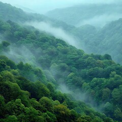 Misty Forest Landscape View from Above with Dense Green Trees and Fog Rolling Through Valleys in Lush Environment