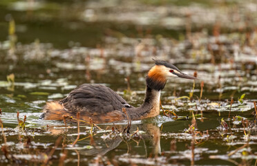 Great crested grebe with a baby on its back in a pond