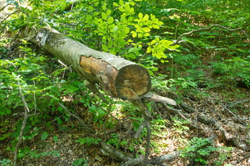 Cutting tree in forest summer time.