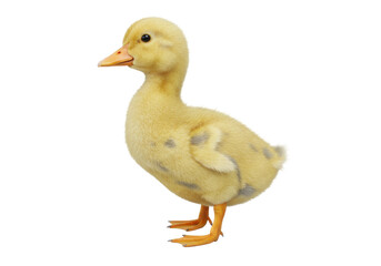 Adorable yellow duckling PNG isolated on transparent background, cute baby duck for springtime and Easter designs