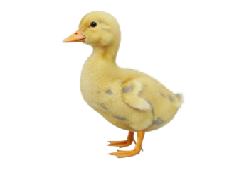 Adorable yellow duckling PNG isolated on transparent background, cute baby duck for springtime and Easter designs