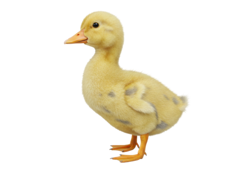 Adorable yellow duckling PNG isolated on transparent background, cute baby duck for springtime and Easter designs