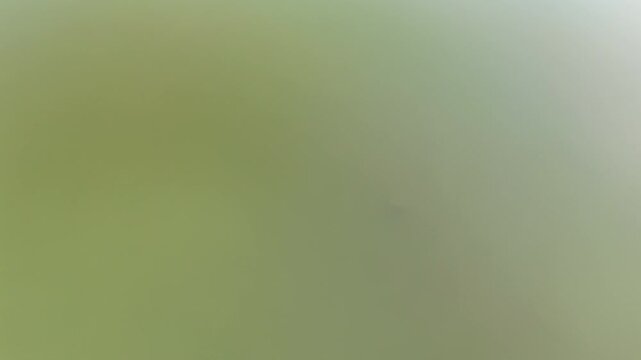 bull shark, Carcharhinus leucas, trapped at iconic crossing of pentacost river along the gibb river road in the kinberley region of West Australia, an arid desert landscape of the outback and popular 