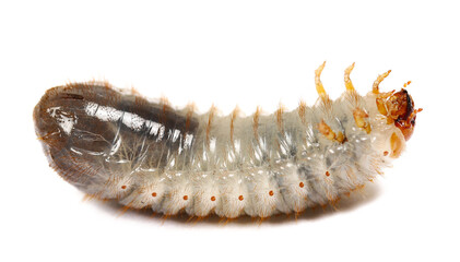 Larva European rhinoceros beetle isolated on white, Oryctes nasicornis