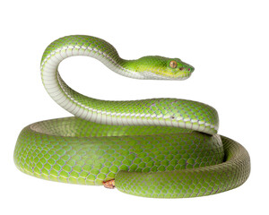 Obraz premium A Trimeresurus albolabris viper rearing up in a defensive striking pose, body in S-sh