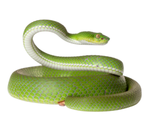 A Trimeresurus albolabris viper rearing up in a defensive striking pose, body in S-sh
