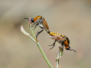 Two flies of genus Toxophora copulating on a plant. Family Bombyliidae (bee flies).