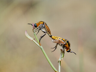 Two flies of genus Toxophora copulating on a plant. Family Bombyliidae (bee flies).