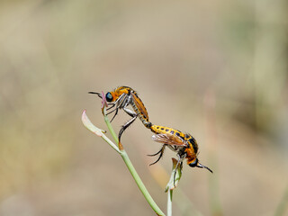 Two flies of genus Toxophora copulating on a plant. Family Bombyliidae (bee flies).