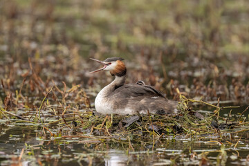 Great crested grebe with a baby on its back, calling, uk