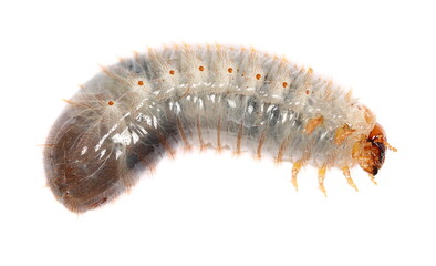 Larva European rhinoceros beetle isolated on white, Oryctes nasicornis