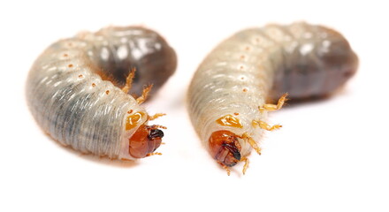 Larva European rhinoceros beetle isolated on white, Oryctes nasicornis