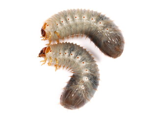 Larva European rhinoceros beetle isolated on white, Oryctes nasicornis