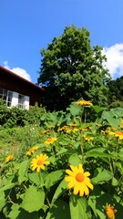Sunny garden with yellow flowers and a red house