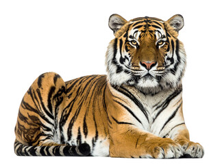 Resting Tiger Lying Down with Relaxed Expression, Transparent PNG