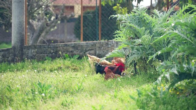 Chicken paddock with rooster grazing on enclosed barnyard with cultivated artichokes bushes, farming animals and plants production concept