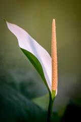 Elegant White Spathe and Yellow Spadix of Peace Lily Flower Close Up