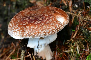Macro photography of mushroom, fungi in the forest