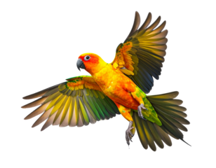 Colorful Sun Parakeet Mid-Wing Stretch in Side Profile, PNG Cutout