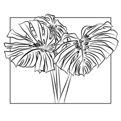 Philodendron plant line illustration