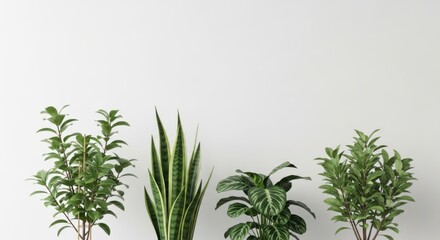 Four different potted green houseplants isolated on white background