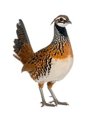 Bird, standing, profile view