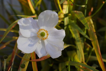 white anemone flower in autumn. seasonal garden flowers in bloom