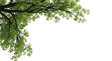 Green tree branch with leaves isolated on white background, viewed from below