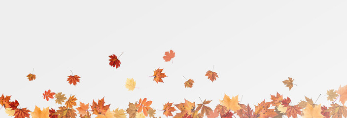 Autumn falling leaves on transparent background, vector, png. Wave of falling leaves in the wind, leaf fall. Rowan berries, acorns, yellow leaves of oak, maple, birch, rowan. © Александр Боярин