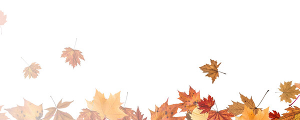 Autumn falling leaves on transparent background, vector, png. Wave of falling leaves in the wind, leaf fall. Rowan berries, acorns, yellow leaves of oak, maple, birch, rowan.	

