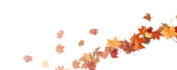 Autumn falling leaves on transparent background, vector, png. Wave of falling leaves in the wind, leaf fall. Rowan berries, acorns, yellow leaves of oak, maple, birch, rowan.