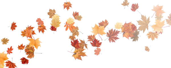 Autumn falling leaves on transparent background, vector, png. Wave of falling leaves in the wind, leaf fall. Rowan berries, acorns, yellow leaves of oak, maple, birch, rowan.