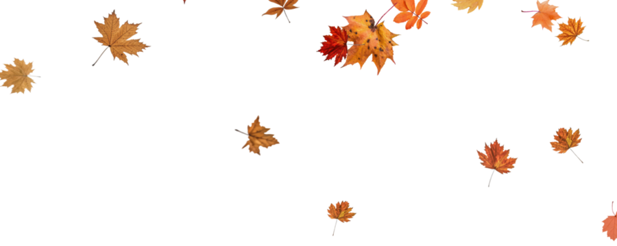 Autumn falling leaves on transparent background, vector, png. Wave of falling leaves in the wind, leaf fall. Rowan berries, acorns, yellow leaves of oak, maple, birch, rowan. - Powered by Adobe