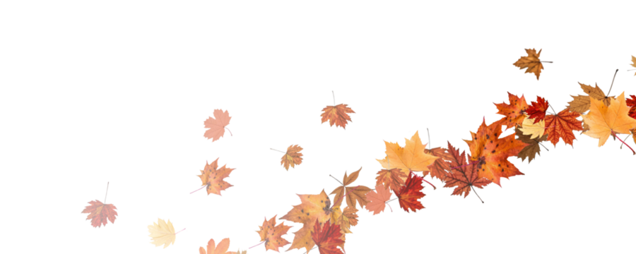 Autumn falling leaves on transparent background, vector, png. Wave of falling leaves in the wind, leaf fall. Rowan berries, acorns, yellow leaves of oak, maple, birch, rowan. - Powered by Adobe