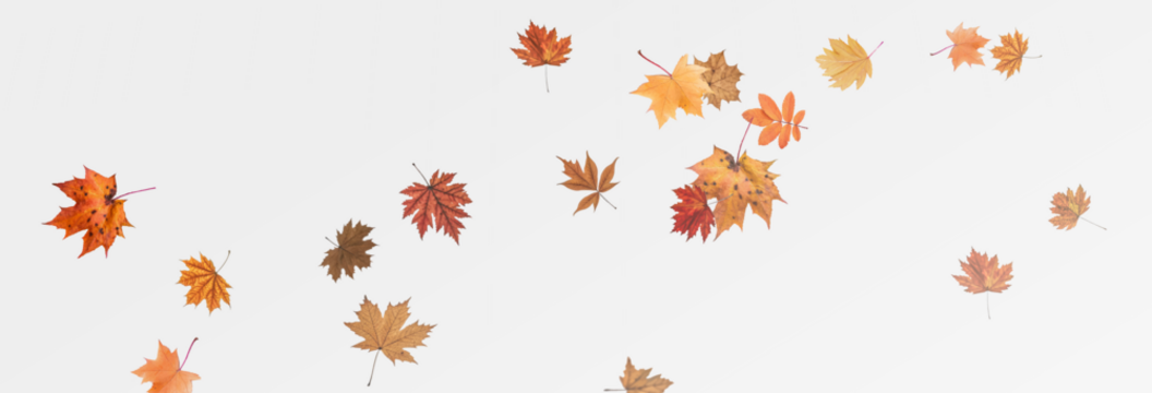 Autumn falling leaves on transparent background, vector, png. Wave of falling leaves in the wind, leaf fall. Rowan berries, acorns, yellow leaves of oak, maple, birch, rowan.