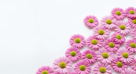 A beautiful arrangement of pink daisy flowers isolated on white background