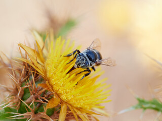 Bee of genus Amegilla on a flower.  White banded Digger Bee. Violet winged Digger Bee