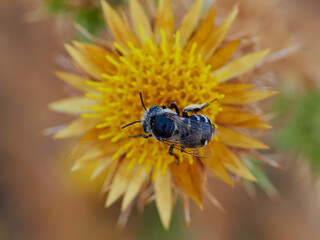 Bee of genus Amegilla on a flower.  White banded Digger Bee. Violet winged Digger Bee