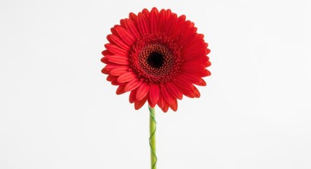 A single vibrant red gerbera daisy flower isolated on white background