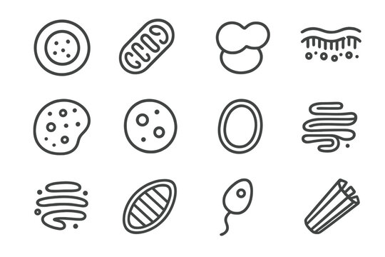 Mitochondrion icons golgi biology vector lysosome cell flagellum cytoplasm nucleus icon apparatus